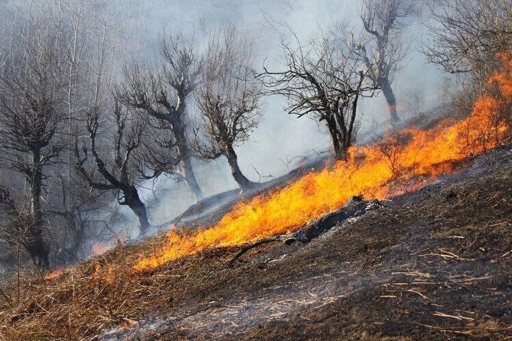 نزاع بر سر محصول چلغوزه، جنگل‌های نورستان را به آتش کشید