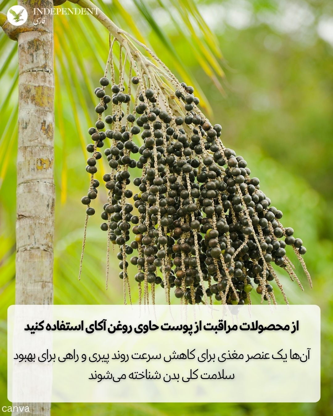 خواص روغن آکای.jpg